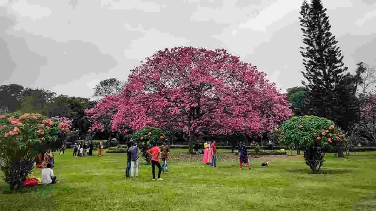 Cubbon Park : ಕಬ್ಬನ್​ ಪಾಕ್​​ನಲ್ಲಿ ಖಾಸಗಿ ಕಲಾ ಉದ್ಯಾನ? ಪರಿಸರ ಪ್ರೇಮಿಗಳ ವಿರೋಧ, ಪ್ರತಿಭಟನೆಗೆ ಸಜ್ಜು