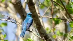 Bird Survey | ಬಿಳಿಗಿರಿ ರಂಗನ ಬೆಟ್ಟದಲ್ಲಿ ಪಕ್ಷಿ ಗಣತಿ; ಹೊಸ ಪ್ರಭೇದಗಳ ದಾಖಲೀಕರಣಕ್ಕೆ ಅರಣ್ಯ ಇಲಾಖೆ ಸಜ್ಜು