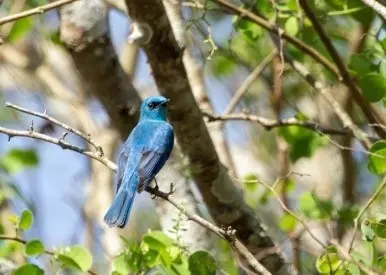 Bird Survey | ಬಿಳಿಗಿರಿ ರಂಗನ ಬೆಟ್ಟದಲ್ಲಿ ಪಕ್ಷಿ ಗಣತಿ; ಹೊಸ ಪ್ರಭೇದಗಳ ದಾಖಲೀಕರಣಕ್ಕೆ ಅರಣ್ಯ ಇಲಾಖೆ ಸಜ್ಜು