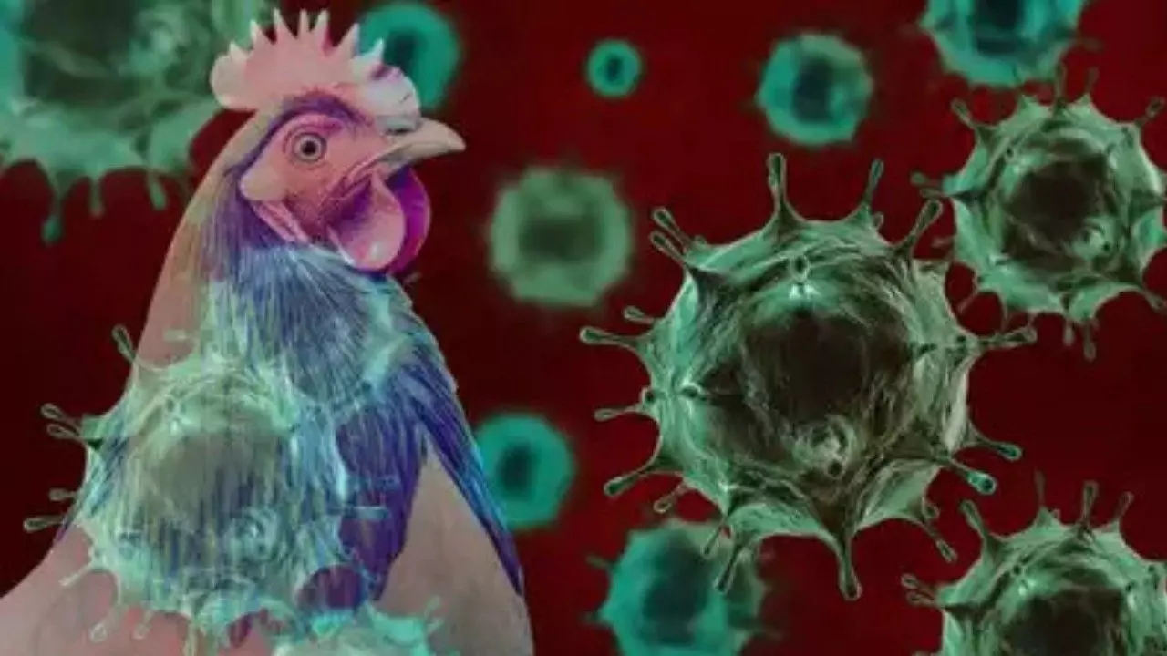 Bird flu | ಮಹಾರಾಷ್ಟ್ರದಲ್ಲಿ ಹಕ್ಕಿಜ್ವರ: ಬೀದರ್‌ ಗಡಿಭಾಗದಲ್ಲಿ ಹೈ ಅಲರ್ಟ್‌