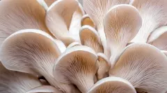 Mushroom | ಐಐಎಚ್‌ಆರ್‌ ಹೊಸ ಸಂಶೋಧನೆ: ಅತ್ಯಧಿಕ ಕ್ಯಾಲ್ಸಿಯಂಯುಕ್ತ ಅಣಬೆ ಅಭಿವೃದ್ಧಿ