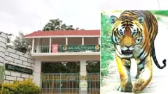 Tiger Death | ಅಂಬ್ಲಿಗೊಳ್ಳ ಪ್ರಕರಣ ಮಾಸುವ ಮುನ್ನವೇ ಮತ್ತೊಂದು ಹುಲಿ ಸಾವು!