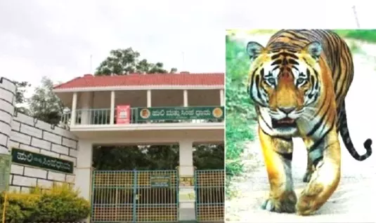 Tiger Death | ಅಂಬ್ಲಿಗೊಳ್ಳ ಪ್ರಕರಣ ಮಾಸುವ ಮುನ್ನವೇ ಮತ್ತೊಂದು ಹುಲಿ ಸಾವು!