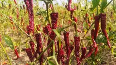 Red Chilli Crisis Part -1 | ರೈತರ ನೆಮ್ಮದಿ ಕಸಿದ ಬೆಲೆ ಕುಸಿತ; ʼಕೆಂಪು ಸುಂದರಿʼಗೆ ಮಧ್ಯವರ್ತಿಗಳ ಕಾಟ