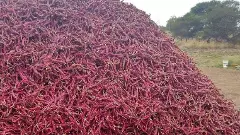 Red Chilli Crisis -2 | ಉತ್ತರ ಕರ್ನಾಟಕದಲ್ಲಿ ಕುಗ್ಗಿದ ಬಿತ್ತನೆ ಪ್ರದೇಶ; ಉತ್ತರ ಭಾರತದಲ್ಲಿ ಸುಗ್ಗಿ