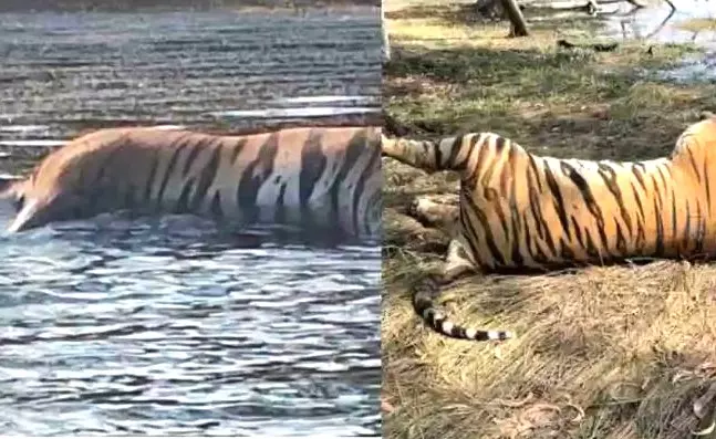 Tiger Death Puzzle | ಅಂಬ್ಲಿಗೊಳ್ಳ ಹುಲಿ ಹಂತಕರಾರು? ತಿಂಗಳು ಕಳೆದರೂ ಪ್ರಗತಿ ಕಾಣದ ಇಲಾಖೆ ತನಿಖೆ!