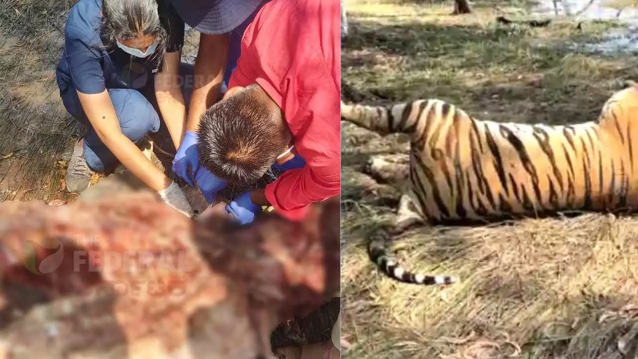 Tiger Death Mystery | ಎರಡು ಗುಂಡೇಟಿನ ಗುರುತು, ಆಂತರಿಕ ರಕ್ತಸ್ರಾವ ಮಾಹಿತಿ ಮುಚ್ಚಿಟ್ಟ ಇಲಾಖೆ!