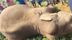 Elephant Death | ಬೇಲೂರಿನಲ್ಲಿ ಕಾಡಾನೆ ದಾಳಿಗೆ ಮಹಿಳೆ ಬಲಿ: ಅರಕಲಗೋಡಿನಲ್ಲಿ ಒಂಟಿ ಸಲಗ ಅನುಮಾನಸ್ಪದ ಸಾವು