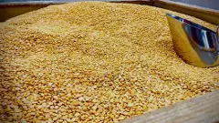 Health Alert | ಹೋಳಿಗೆಗೆ ತೊಗರಿಬೇಳೆ ಖರೀದಿಸುವ ಮುನ್ನ ಇರಲಿ ಎಚ್ಚರ: ಆರೋಗ್ಯ ಇಲಾಖೆ ಹೇಳಿದ್ದೇನು?