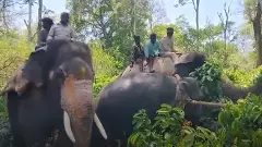Elephant Attack | ಮಹಿಳೆಯನ್ನು ಕೊಂದ ಒಂಟಿ ಸಲಗ ಸೆರೆ ಹಿಡಿದ ಅರಣ್ಯ ಇಲಾಖೆ