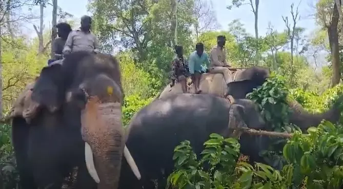 Elephant Attack | ಮಹಿಳೆಯನ್ನು ಕೊಂದ ಒಂಟಿ ಸಲಗ ಸೆರೆ ಹಿಡಿದ ಅರಣ್ಯ ಇಲಾಖೆ