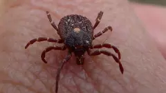 KFD | ಮಂಗನ ಕಾಯಿಲೆಗೆ 8 ವರ್ಷದ ಬಾಲಕ ಬಲಿ