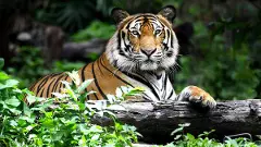 Tiger Census | ಕರ್ನಾಟಕದ 5 ಅಭಯಾರಣ್ಯಗಳಲ್ಲಿರುವ ಹುಲಿಗಳ ಸಂಖ್ಯೆ 393!