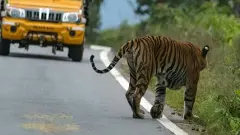 Bandipur National Park | ಹುಲಿ ಸಂರಕ್ಷಿತ ಪ್ರದೇಶದಲ್ಲಿ ರಾತ್ರಿ ಸಂಚಾರ; ನಿರ್ಬಂಧ ತೆರವಿಗೆ ಪರಿಸವಾದಿಗಳ ಆಕ್ಷೇಪ; ನಾಳೆ ಪಾದಯಾತ್ರೆ