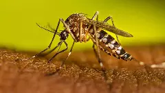 Chikungunya: ಎಚ್ಚರಿಕೆಯಿಂದಿರಿ,,,ಬೆಂಗಳೂರಿನಲ್ಲಿ ಚಿಕೂನ್ ಗುನ್ಯಾ, ಡೆಂಗ್ಯೂ ಹೆಚ್ಚಳ