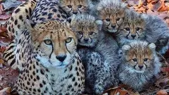 ಕುನೊ ರಾಷ್ಟ್ರೀಯ ಉದ್ಯಾನದಲ್ಲಿ ಐದು ಮರಿಗಳಿಗೆ ಜನ್ಮ ನೀಡಿದ ಚೀತಾ