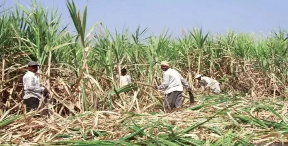 Sugarcane Farmers: ಕಬ್ಬು ಬೆಳೆಗಾರರಿಗೆ ಸಿಹಿಸುದ್ದಿ, ಕೇಂದ್ರದಿಂದ ಪ್ರೋತ್ಸಾಹ ದರ ಹೆಚ್ಚಳ Sugarcane Farmers: ಕಬ್ಬು ಬೆಳೆಗಾರರಿಗೆ ಸಿಹಿಸುದ್ದಿ, ಕೇಂದ್ರದಿಂದ ಪ್ರೋತ್ಸಾಹ ದರ ಹೆಚ್ಚಳ