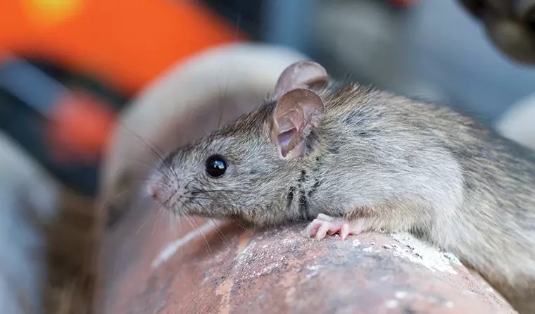 Leptospirosis| ಡೆಂಗ್ಯೂ ಬಳಿಕ ರಾಜ್ಯದಲ್ಲಿ ಇಲಿ ಜ್ವರದ ಭೀತಿ; ಮುನ್ನೆಚ್ಚರಿಕೆ ವಹಿಸಲು ಅರೋಗ್ಯ ಇಲಾಖೆ ಸೂಚನೆ Leptospirosis| ಡೆಂಗ್ಯೂ ಬಳಿಕ ರಾಜ್ಯದಲ್ಲಿ ಇಲಿ ಜ್ವರದ ಭೀತಿ; ಮುನ್ನೆಚ್ಚರಿಕೆ ವಹಿಸಲು ಅರೋಗ್ಯ ಇಲಾಖೆ ಸೂಚನೆ