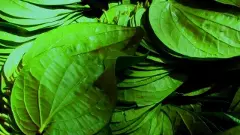 ನಷ್ಟವಾದರೂ ಚಿಂತೆಯಿಲ್ಲ, ಪಾಕಿಸ್ತಾನಕ್ಕೆ ವೀಳ್ಯದೆಲೆ ರಪ್ತು ಮಾಡುವುದಿಲ್ಲ ಎಂದ  ಹೊನ್ನಾವರದ ರೈತರು