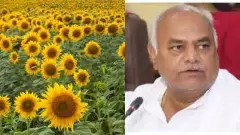 Soon, purchase of sunflower seeds at support price: Minister Shivanand Patil