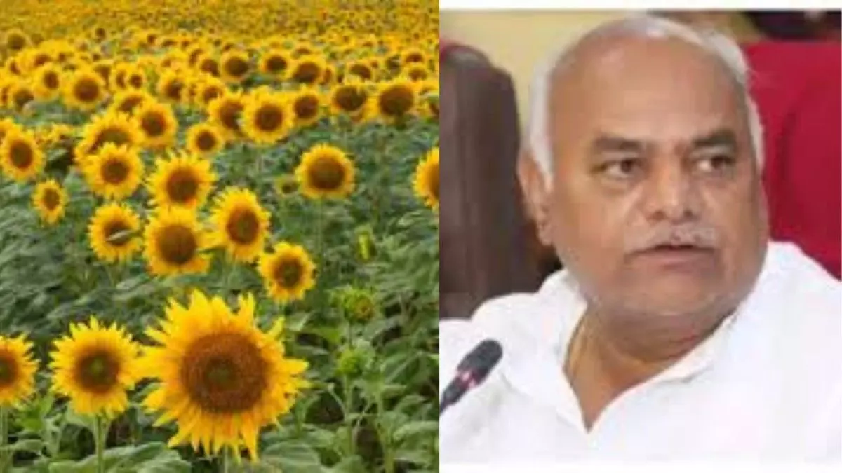 Soon, purchase of sunflower seeds at support price: Minister Shivanand Patil Soon, purchase of sunflower seeds at support price: Minister Shivanand Patil
