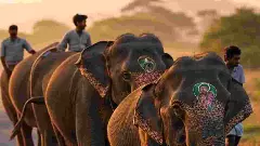 ಮೇ 21ರಂದು ಆಂಧ್ರಕ್ಕೆ ಕುಮ್ಕಿ ಆನೆಗಳ ಹಸ್ತಾಂತರ ಮಾಡಲಿರುವ ಕರ್ನಾಟಕ