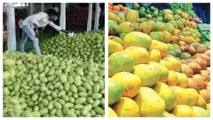 Simultaneous supply of mangoes to the market, fruit prices fall