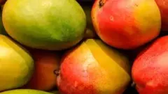 Mango Season: ವಿಳಂಬವಾಗಿ ಮಾರುಕಟ್ಟೆಗೆ ಮಾವು; ಬೆಲೆ ಕುಸಿತ; ರೈತರು ಕಂಗಾಲು