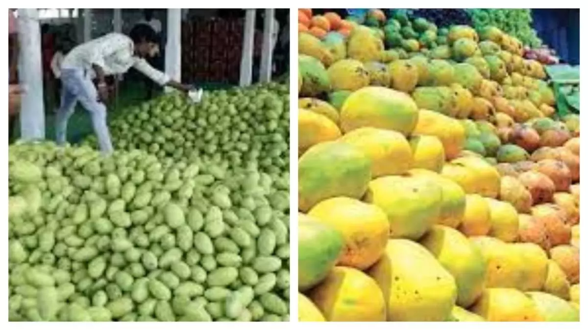 Simultaneous supply of mangoes to the market, fruit prices fall Simultaneous supply of mangoes to the market, fruit prices fall