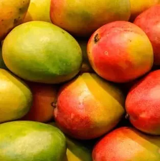 Mango Season: ವಿಳಂಬವಾಗಿ ಮಾರುಕಟ್ಟೆಗೆ ಮಾವು; ಬೆಲೆ ಕುಸಿತ; ರೈತರು ಕಂಗಾಲು Mango Season: ವಿಳಂಬವಾಗಿ ಮಾರುಕಟ್ಟೆಗೆ ಮಾವು; ಬೆಲೆ ಕುಸಿತ; ರೈತರು ಕಂಗಾಲು