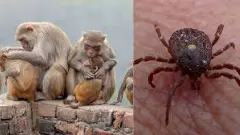 ಮಲೆನಾಡಿನ ಮಂದಿಯ ಪ್ರಾಣ ಹಿಂಡುವ ಮಂಗನ ಕಾಯಿಲೆ; ಲಸಿಕೆಗೆ 2 ಕೋಟಿ ಖರ್ಚು ಮಾಡಲೂ ಸರ್ಕಾರದ ಬಳಿ ದುಡ್ಡಿಲ್ಲ!