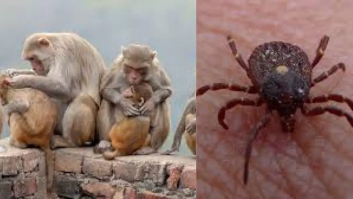 ಮಲೆನಾಡಿನ ಮಂದಿಯ ಪ್ರಾಣ ಹಿಂಡುವ ಮಂಗನ ಕಾಯಿಲೆ; ಲಸಿಕೆಗೆ 2 ಕೋಟಿ ಖರ್ಚು ಮಾಡಲೂ ಸರ್ಕಾರದ ಬಳಿ ದುಡ್ಡಿಲ್ಲ! ಮಲೆನಾಡಿನ ಮಂದಿಯ ಪ್ರಾಣ ಹಿಂಡುವ ಮಂಗನ ಕಾಯಿಲೆ; ಲಸಿಕೆಗೆ 2 ಕೋಟಿ ಖರ್ಚು ಮಾಡಲೂ ಸರ್ಕಾರದ ಬಳಿ ದುಡ್ಡಿಲ್ಲ!