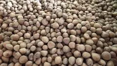 ರೈತರ ಮುಖದಲ್ಲಿ ಸಂತಸ ತಂದ ಉಂಡೆ ಕೊಬ್ಬರಿ, ಕ್ಚಿಂಟಲ್‌ಗೆ ದಾಖಲೆ ಬೆಲೆ