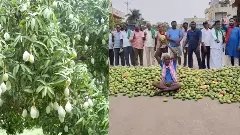 Totapuri Mango Crisis |ತೋತಾಪುರಿ ಮಾವಿನ ಬೆಲೆ ಕುಸಿತ; ರಾಜ್ಯದ ಮಾವು ಬೆಳೆಗಾರರ ಸ್ಥಿತಿ ಅತಂತ್ರ