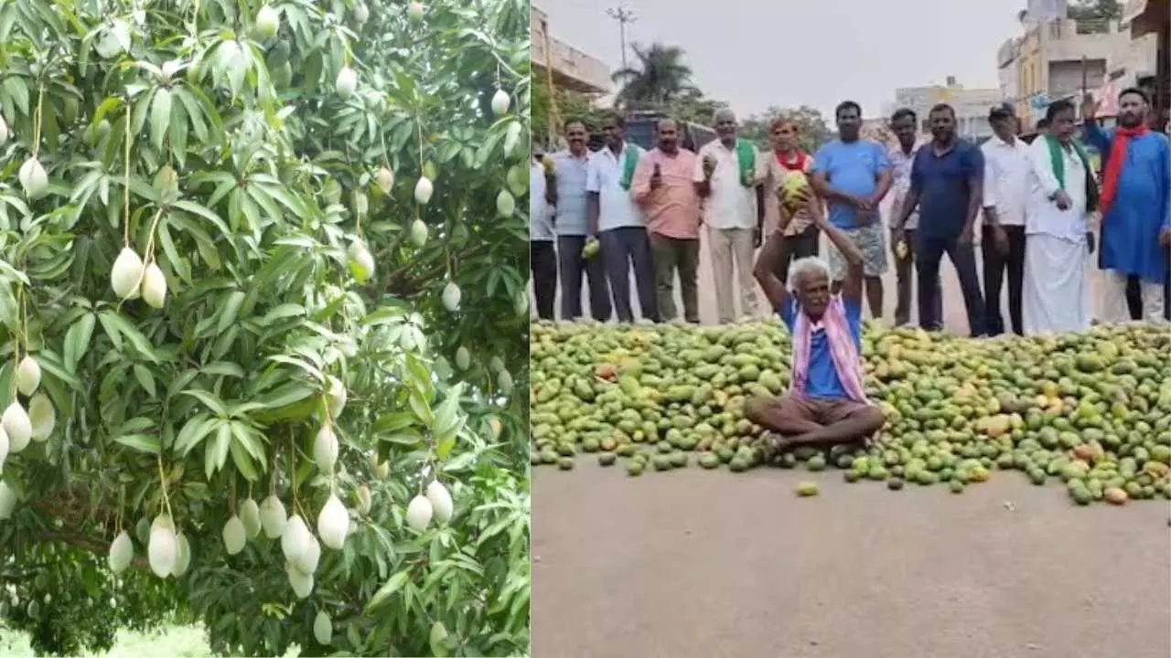 Totapuri Mango Crisis |ತೋತಾಪುರಿ ಮಾವಿನ ಬೆಲೆ ಕುಸಿತ; ರಾಜ್ಯದ ಮಾವು ಬೆಳೆಗಾರರ ಸ್ಥಿತಿ ಅತಂತ್ರ Totapuri Mango Crisis |ತೋತಾಪುರಿ ಮಾವಿನ ಬೆಲೆ ಕುಸಿತ; ರಾಜ್ಯದ ಮಾವು ಬೆಳೆಗಾರರ ಸ್ಥಿತಿ ಅತಂತ್ರ