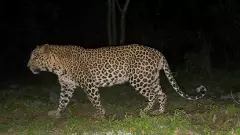 Big Cats in Bengaluru: ಮುಂಬೈಗಿಂತ ಬೆಂಗಳೂರಿನಲ್ಲೇ ಹೆಚ್ಚು! ನಗರದ ಸುತ್ತ 80ಕ್ಕೂ ಹೆಚ್ಚು ಚಿರತೆಗಳು! ಹುಲಿ, ಸೀಳುನಾಯಿ ಭೀತಿ!