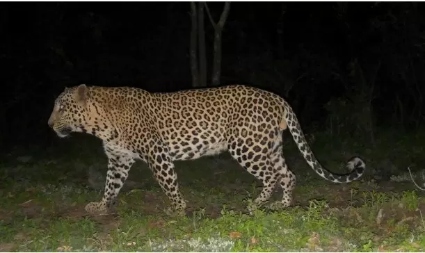 Big Cats in Bengaluru: ಮುಂಬೈಗಿಂತ ಬೆಂಗಳೂರಿನಲ್ಲೇ ಹೆಚ್ಚು! ನಗರದ ಸುತ್ತ 80ಕ್ಕೂ ಹೆಚ್ಚು ಚಿರತೆಗಳು! ಹುಲಿ, ಸೀಳುನಾಯಿ ಭೀತಿ! Big Cats in Bengaluru: ಮುಂಬೈಗಿಂತ ಬೆಂಗಳೂರಿನಲ್ಲೇ ಹೆಚ್ಚು! ನಗರದ ಸುತ್ತ 80ಕ್ಕೂ ಹೆಚ್ಚು ಚಿರತೆಗಳು! ಹುಲಿ, ಸೀಳುನಾಯಿ ಭೀತಿ!