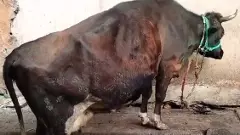 Political enmity: Cow killed by hitting udder with machete, case registered