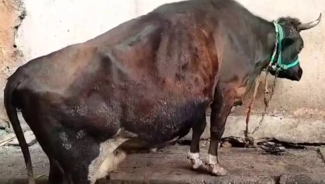 Political enmity: Cow killed by hitting udder with machete, case registered Political enmity: Cow killed by hitting udder with machete, case registered