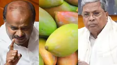 ಮಾವು ಬೆಳೆಗೆ ಬೆಂಬಲ ಬೆಲೆ:  ಕುಮಾರಸ್ವಾಮಿ-ಬಿಜೆಪಿ ಆಟ; ಕಾಂಗ್ರೆಸ್‌ಗೆ ಪೀಕಲಾಟ