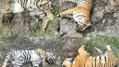 Save Karnataka Tigers| ಎಂ.ಎಂ.ಹಿಲ್ಸ್ ನಲ್ಲಿ ಐದು ಹುಲಿಗಳ ಸಾವು ಪ್ರಕರಣ: ಇಬ್ಬರು ಆರೋಪಿಗಳು ಬಂಧನ