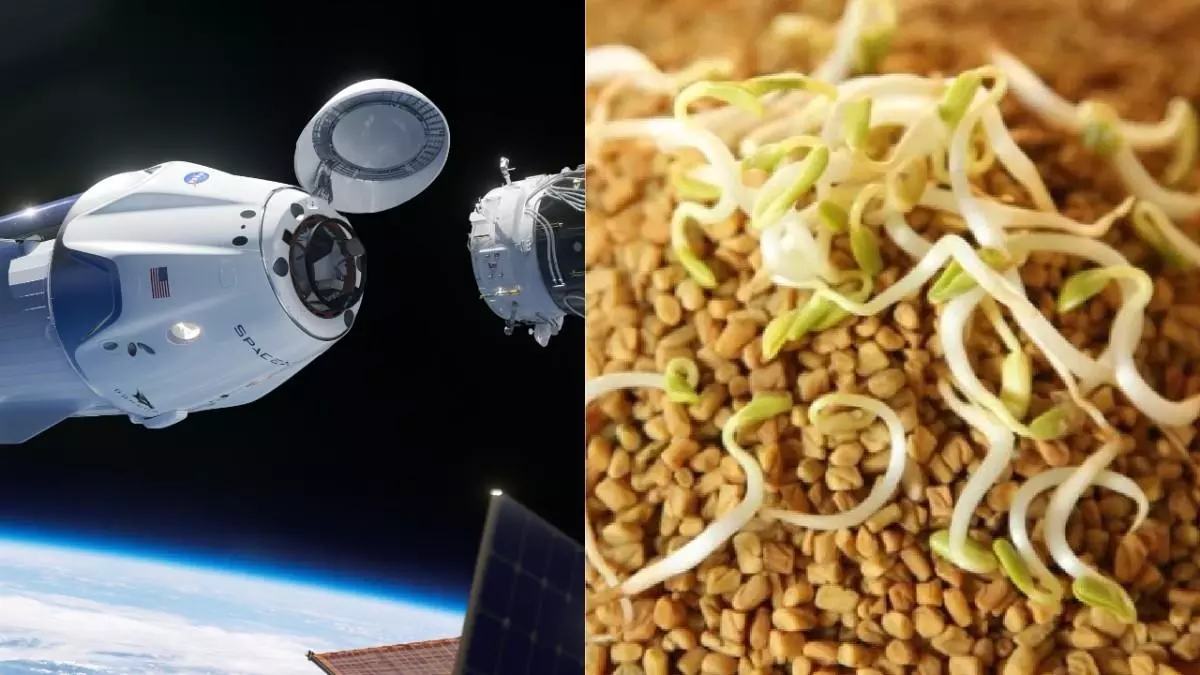 Axium-4: Fenugreek seeds from Dharwad to sprout on the space station Axium-4: Fenugreek seeds from Dharwad to sprout on the space station