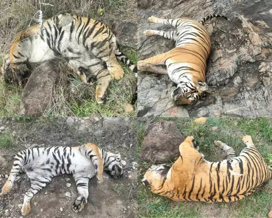 MM Hills Tiger Death | ಮಲೆ ಮಹದೇಶ್ವರ ಬೆಟ್ಟದಲ್ಲಿ 4 ಹುಲಿಗಳ ಅಸಹಜ ಸಾವು; ವಿಷಪ್ರಾಶನ ಶಂಕೆ MM Hills Tiger Death | ಮಲೆ ಮಹದೇಶ್ವರ ಬೆಟ್ಟದಲ್ಲಿ 4 ಹುಲಿಗಳ ಅಸಹಜ ಸಾವು; ವಿಷಪ್ರಾಶನ ಶಂಕೆ