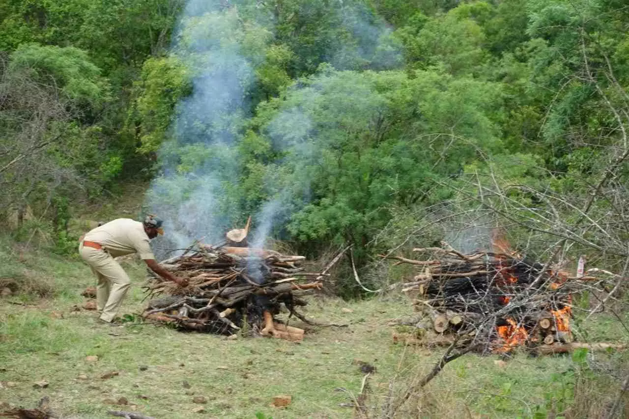 Save Karnataka Tigers |  ಎಂ.ಎಂ. ಹಿಲ್ಸ್‌ : ಐದು ಹುಲಿಗಳ ಸಾವಿಗೆ ಮಾನವ - ಪ್ರಾಣಿ ಸಂಘರ್ಷ ಕಾರಣವೇ?