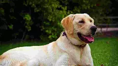 ವಾಮಾಚಾರಕ್ಕಾಗಿ ಸಾಕು ನಾಯಿಯನ್ನೇ ಕತ್ತು ಸೀಳಿ ಕೊಂದ ಮಹಿಳೆ!