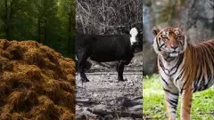 Save Karnataka Tigers |ಎಂ.ಎಂ.ಹಿಲ್ಸ್‌ನಲ್ಲಿ ಹುಲಿಗಳ ಸಾವು; ವಿಷಪ್ರಾಶನದ ಹಿಂದಿದೆಯೇ ಸಗಣಿ ಮಾಫಿಯಾ ?