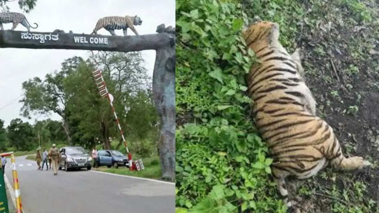 Save Karnataka Tigers | ವಿಷಪ್ರಾಶನದಿಂದ ಐದು ಹುಲಿಗಳ ಸಾವಿನ ಬೆನ್ನಲ್ಲೇ ಬಂಡೀಪುರದಲ್ಲಿ ಹೆಣ್ಣು ಹುಲಿ ನಿಗೂಢ ಸಾವು Save Karnataka Tigers | ವಿಷಪ್ರಾಶನದಿಂದ ಐದು ಹುಲಿಗಳ ಸಾವಿನ ಬೆನ್ನಲ್ಲೇ ಬಂಡೀಪುರದಲ್ಲಿ ಹೆಣ್ಣು ಹುಲಿ ನಿಗೂಢ ಸಾವು