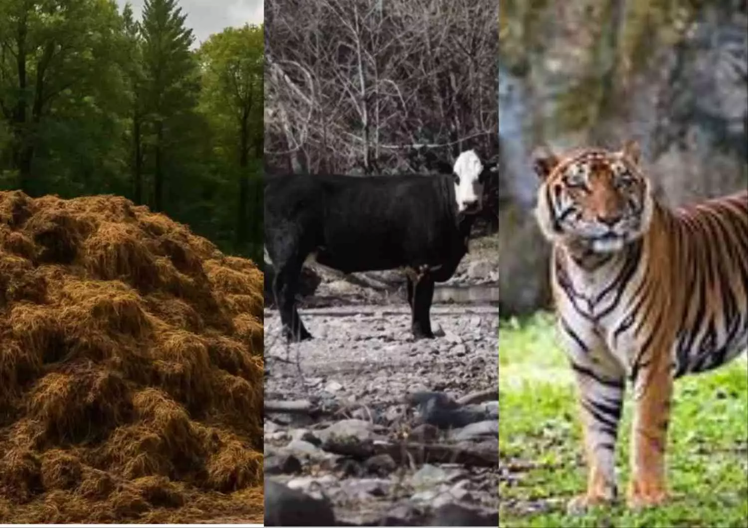 Save Karnataka Tigers |ಎಂ.ಎಂ.ಹಿಲ್ಸ್ನಲ್ಲಿ ಹುಲಿಗಳ ಸಾವು; ವಿಷಪ್ರಾಶನದ ಹಿಂದಿದೆಯೇ ಸಗಣಿ ಮಾಫಿಯಾ ? Save Karnataka Tigers |ಎಂ.ಎಂ.ಹಿಲ್ಸ್ನಲ್ಲಿ ಹುಲಿಗಳ ಸಾವು; ವಿಷಪ್ರಾಶನದ ಹಿಂದಿದೆಯೇ ಸಗಣಿ ಮಾಫಿಯಾ ?