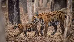 Save Karnataka Tigers | ಹತ್ಯೆಯಾದ ತಾಯಿ ಹುಲಿ 2022ರಲ್ಲಿ ಕಾಣಿಸಿಕೊಂಡಿತ್ತು; 2023ರಲ್ಲಿ 4 ಮರಿಗಳಿಗೆ ಜನ್ಮ ನೀಡಿತ್ತು...