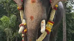 Mysore Dasara -2025 | ದಸರಾ ಅಂಬಾರಿಗೆ ಕಳೆತಂದಿದ್ದ ಗಜಶ್ರೇಷ್ಠ; ಜನಮಾನಸದಲ್ಲಿ ಚಿರಸ್ಥಾಯಿಯಾಗಿ ಉಳಿದ ಅರ್ಜುನ !